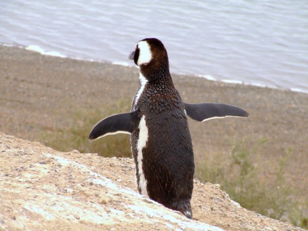 Penguin, Peninsula Valdes