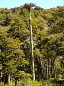 Aracuaria trees