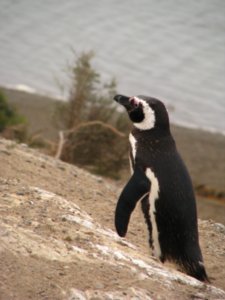 Penguino Peninsula Valdes
