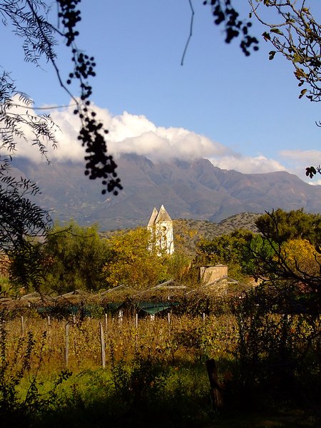 Vineyards near Tarija