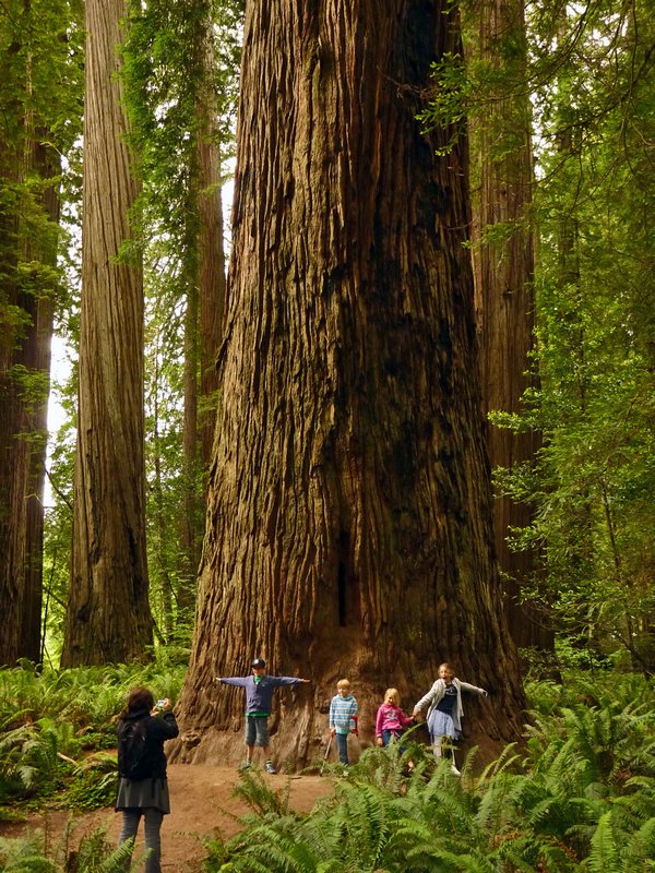 Tourists performing Big Tree