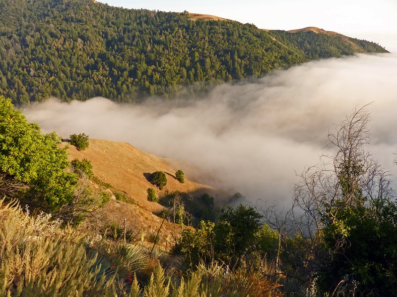 Big Sur fog from above