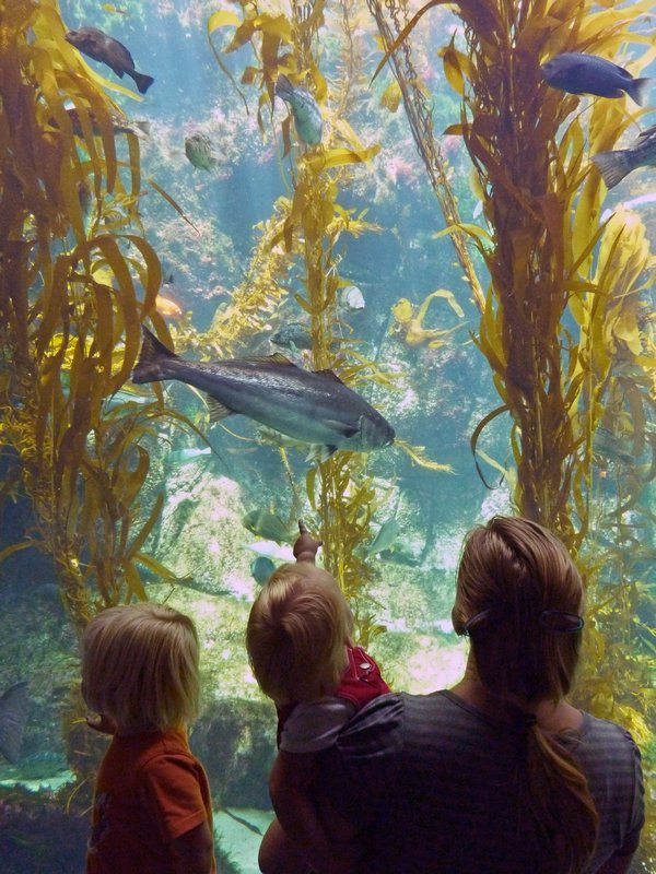 Birch Aquarium 