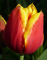 Tulip, in October.