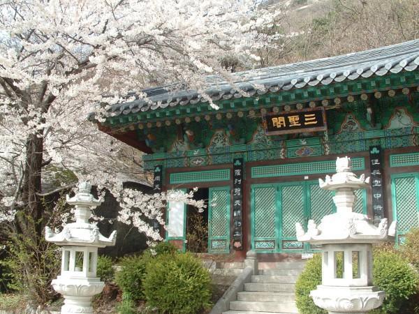 Cherry blossoms at theTemple