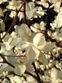 silver magnolias