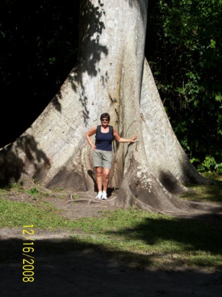 This is one huge tree!