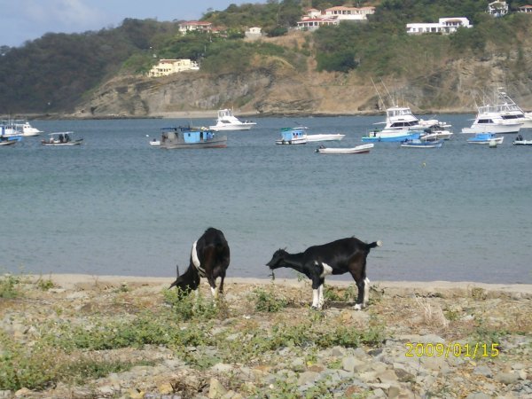 Goats at the beach..haha