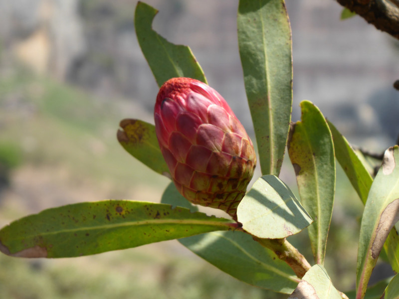 Protea flower in bud
