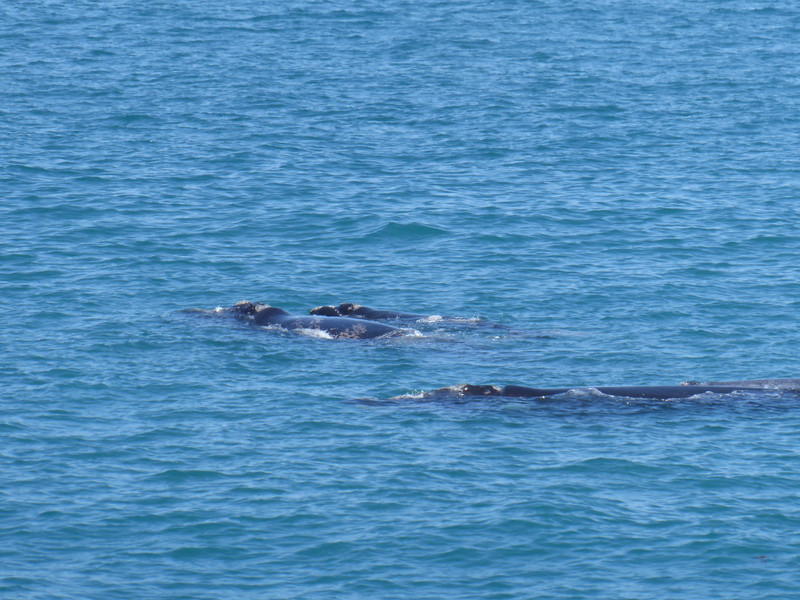 Southern Right Whales 