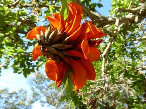 Coral Tree flower