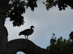 Goose in a tree