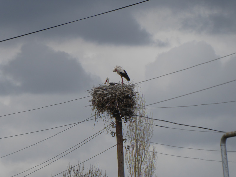 Stork's nests - lots of them around here