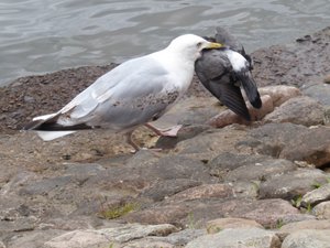 Seagull eating pigeon 