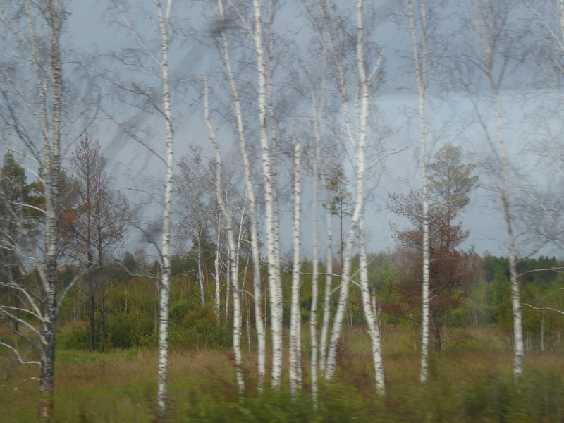 SO MANY silver birch