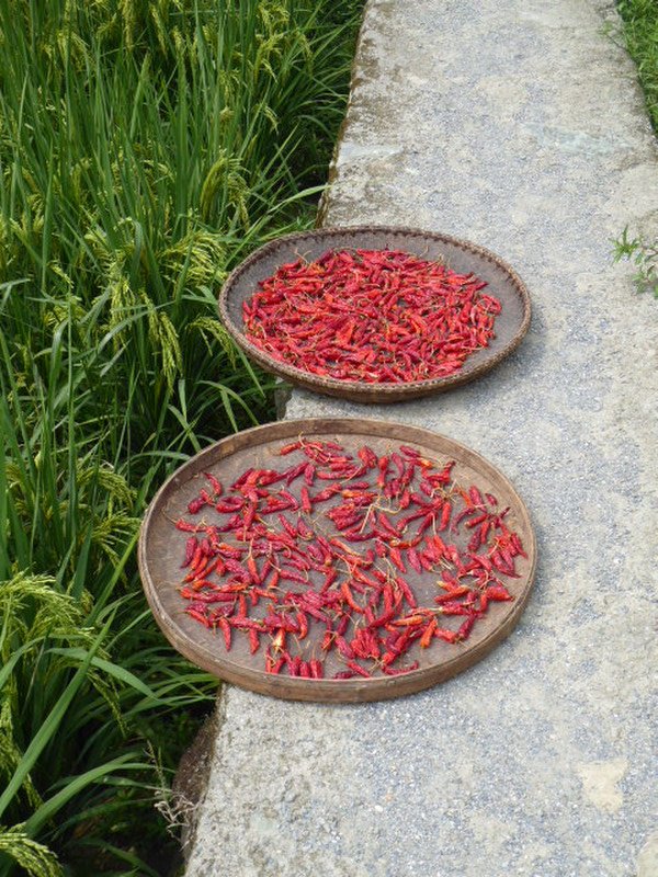 Drying chillies 
