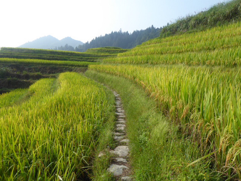 Rice paddies 