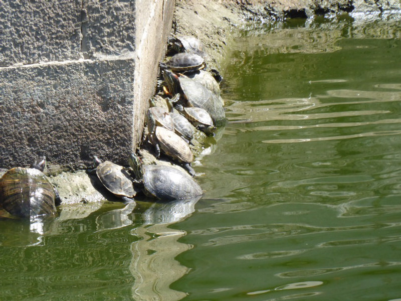 Old Town terrapins 