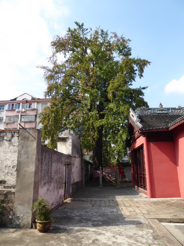 City God Temple Gingko Tree 