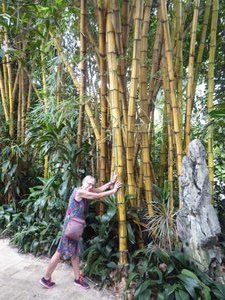 Big bamboo 