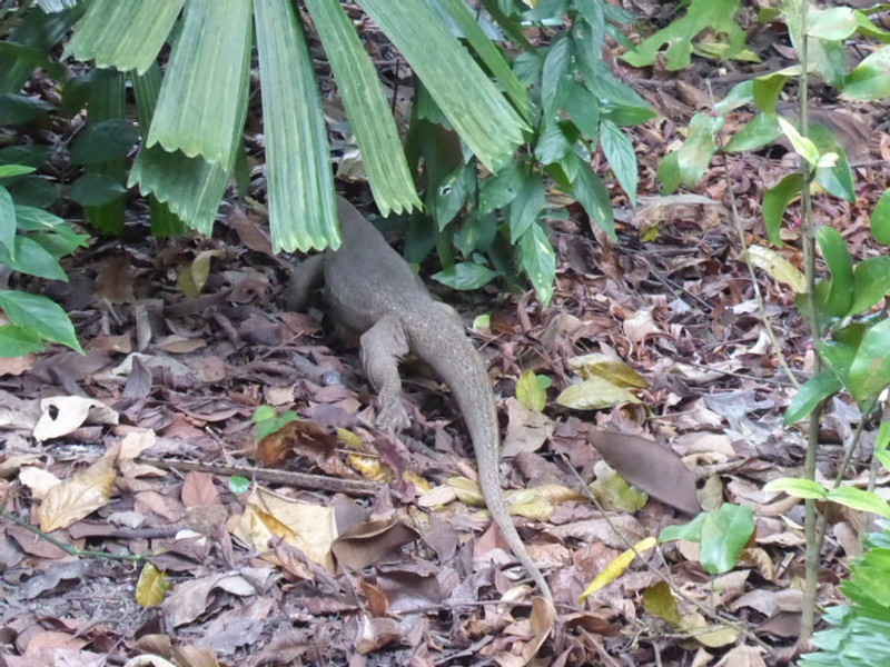 Back half of a Clouded Monitor lizard 