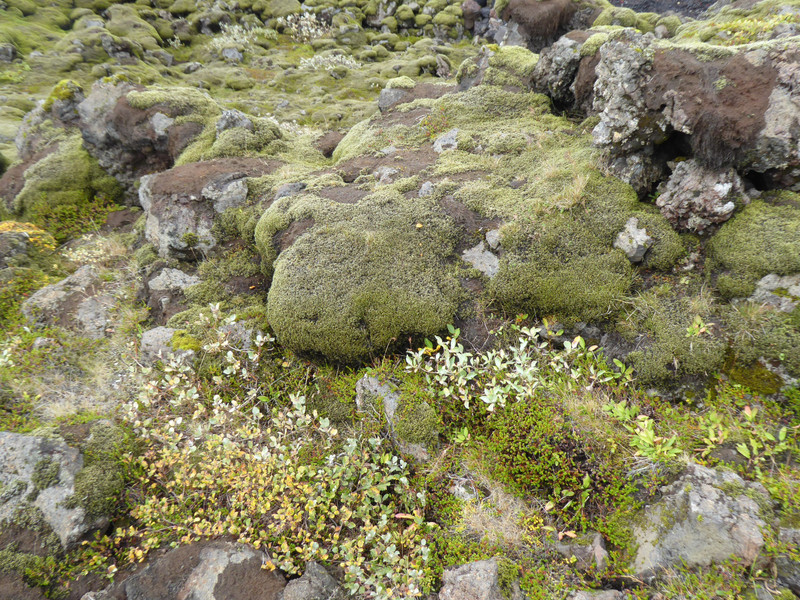 Mossy volcanic hillocks