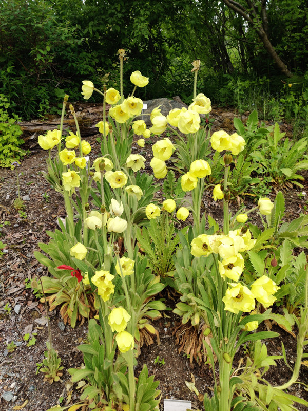 Yellow Himalayan poppy