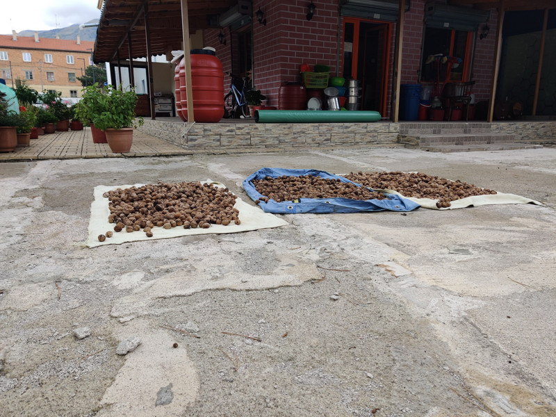 Drying walnuts 