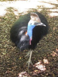 Cassowarie Bird