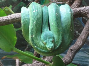 Amazing vibrant green snake