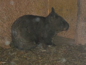 snuggly wombat