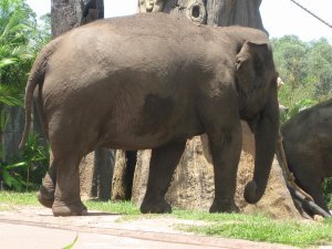 Massive Elephant