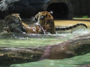 Tiger at Aus Zoo