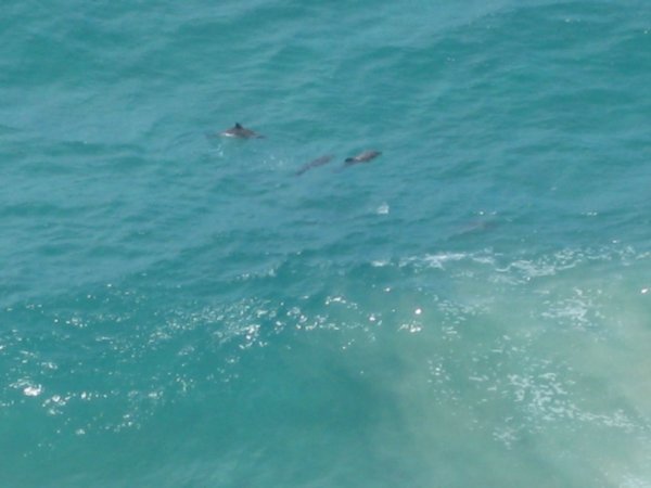 more dolphins!
