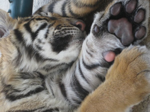 Sleepy Tigers