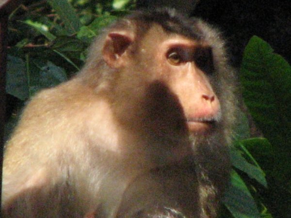 a Macaque