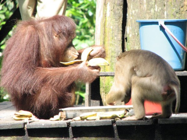sharing with a macaque