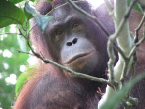 Orangutan Eyos