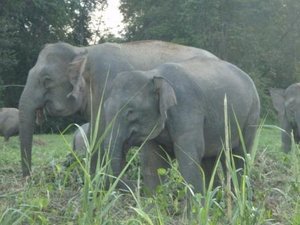 Pygmy Bornean Elephant