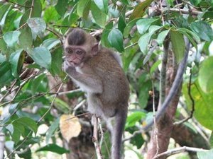 a baby macaque monkey