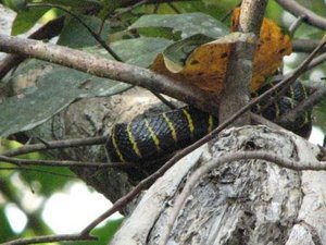 Yellow-ringed snake