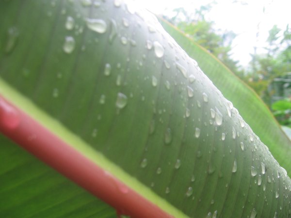 The morning rain on a Leaf