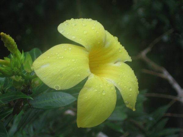 Flower opening in the rains