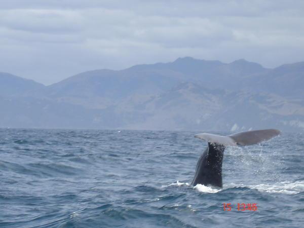 Whale watching, Kaikoura