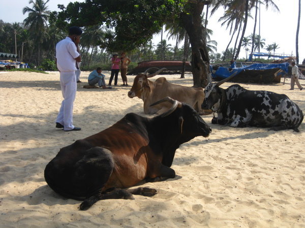 bovines on the beach