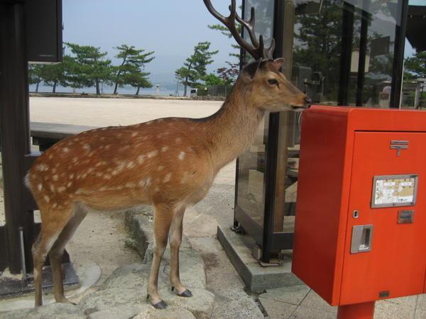 deer at Miyajima