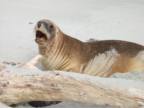 Barking mad Sea lion on Allan's beach