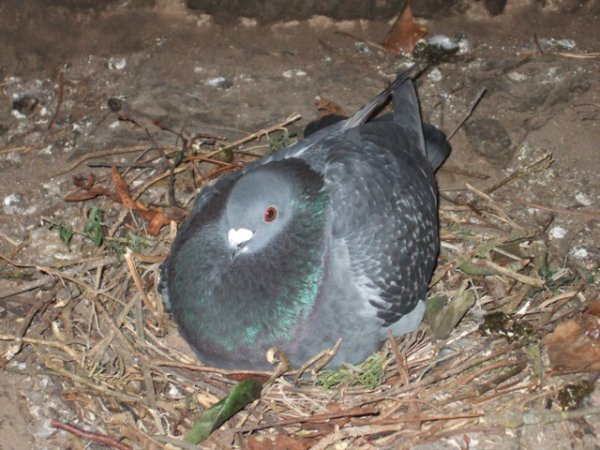 Steve treads on a plump breasted nesting pigeon