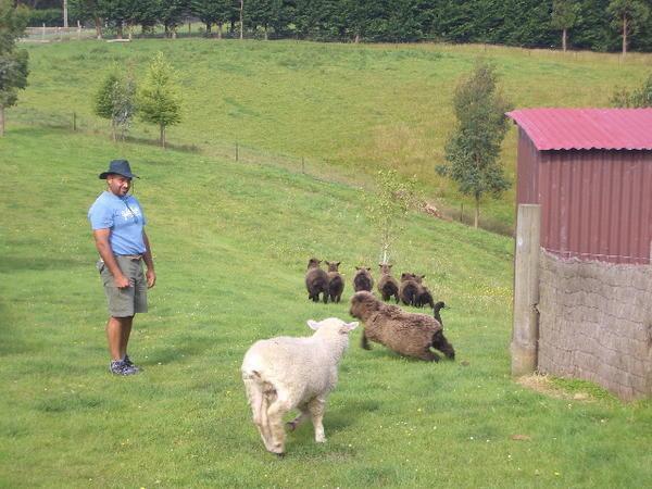 Sheep hearding