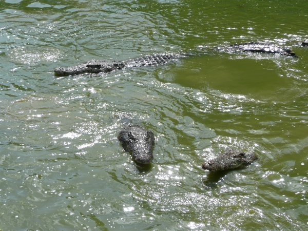 Nice crocs